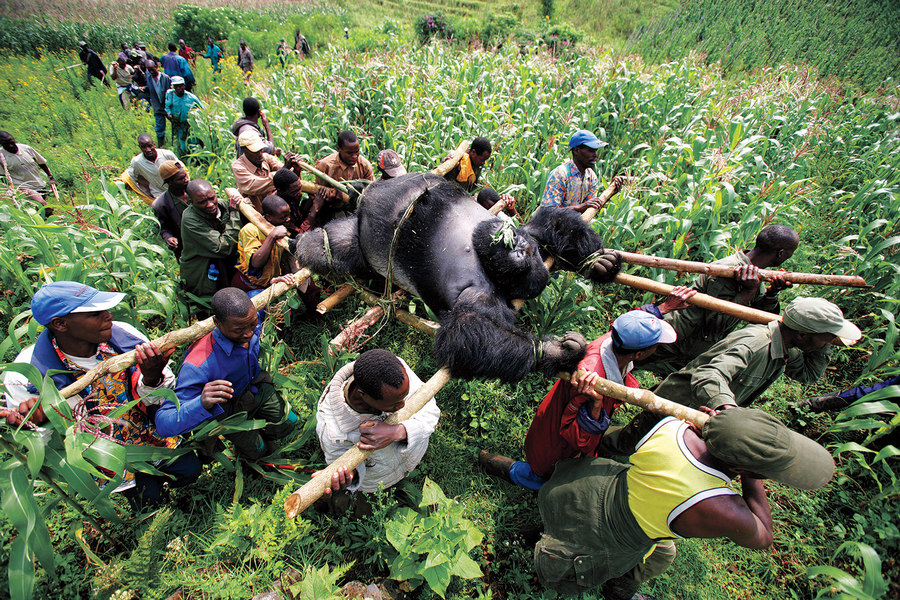 Gorilla in the Congo Brent Stirton 2007