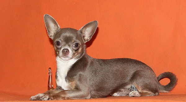 Лиловый и голубой чихуахуа - Клуб любителей маленьких собак
