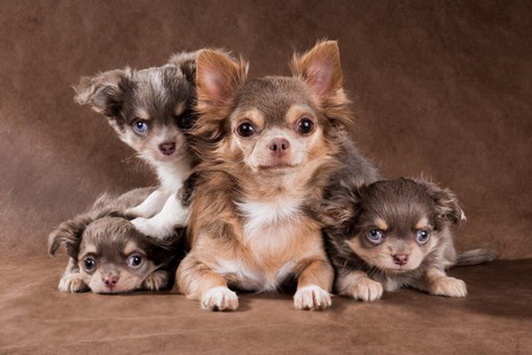 Лиловый и голубой чихуахуа - Клуб любителей маленьких собак