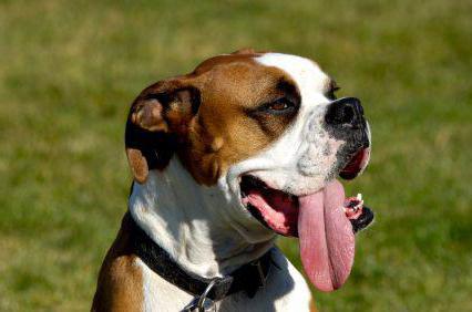 собака часто дышит высунув язык