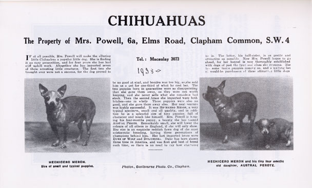 заметка о чихуахуа миссис Пауэл