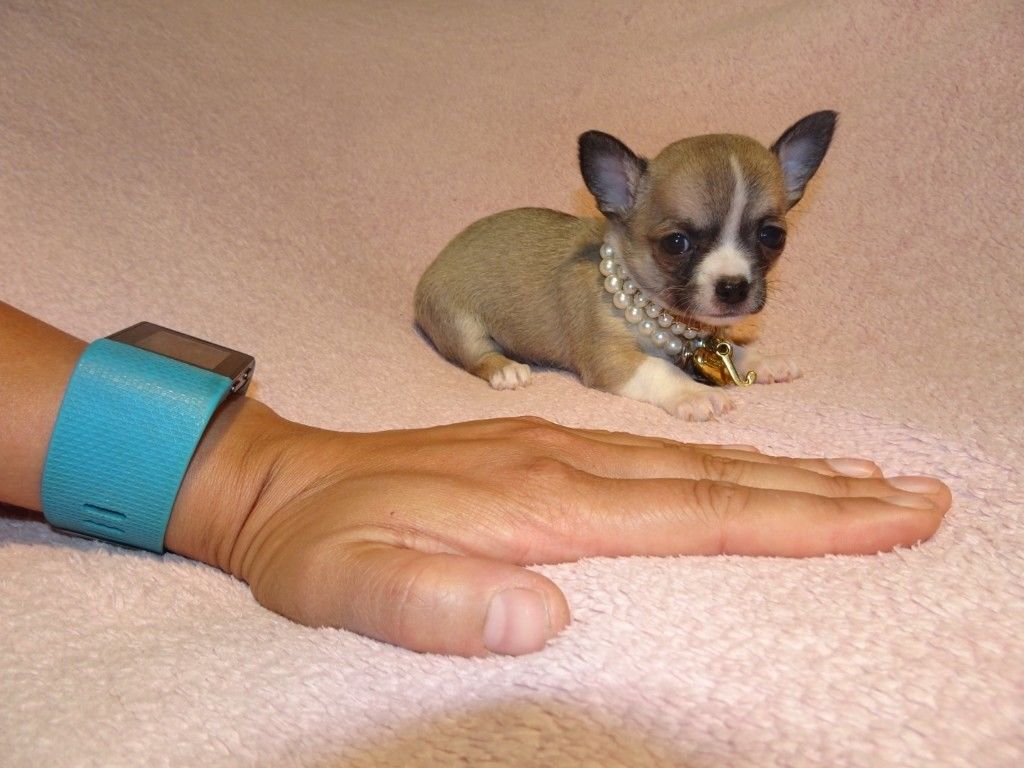 Очень маленький щенок чихуахуа