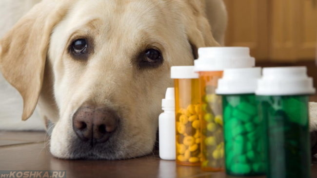 Собака и антибиотики в баночках