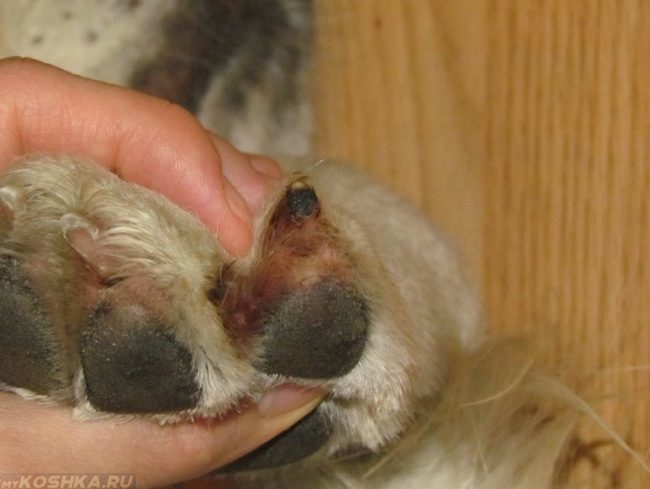 Травма ногтя у собаки светлого окраса