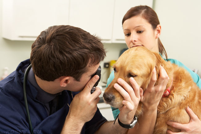 Осмотр глаз у собаки в ветеринарной клинике