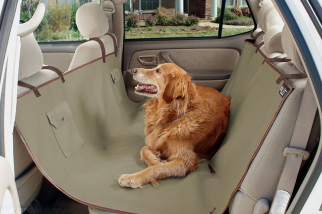 Собака на заднем сиденье в автомобиле