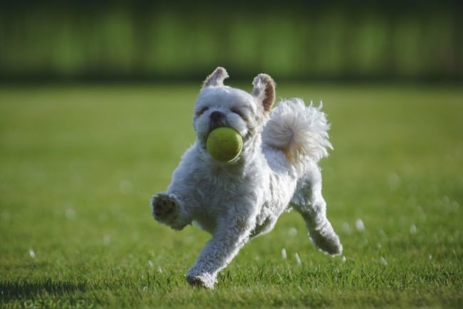 Играющая с мячиком собака