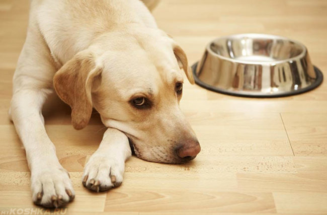 Отсутствие аппетита у собаки