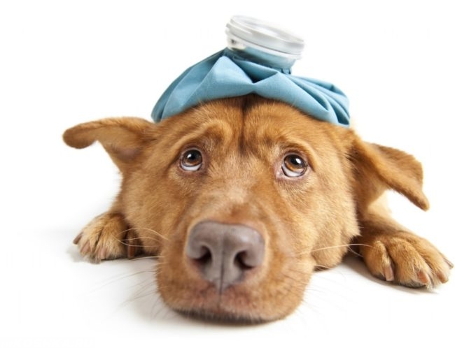 Простуженная собака с грелкой на голове