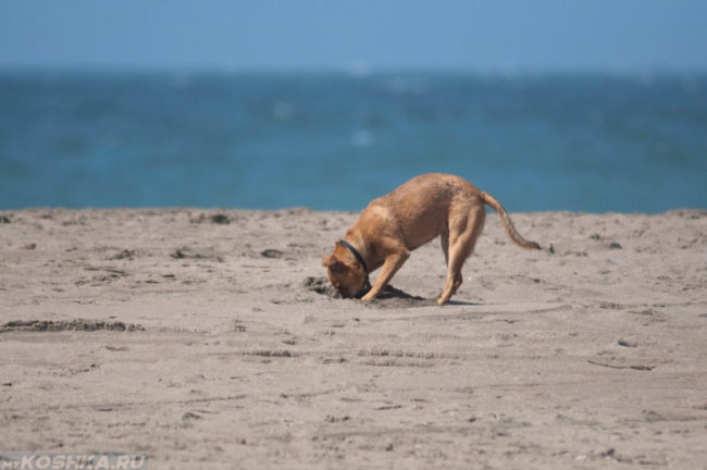 Собака и песок на фоне моря