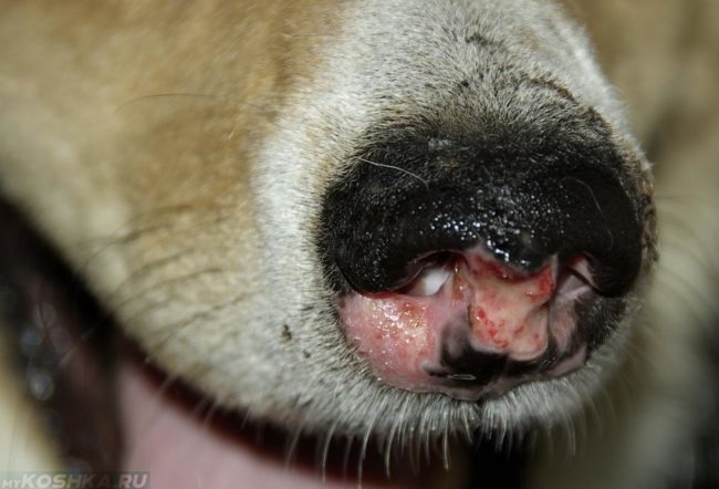 Травма носа у собаки светлого окраса