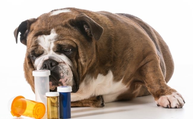 Собака и баночки от антибиотиков