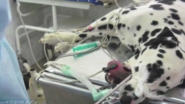 Процесс эндоскопии у собаки