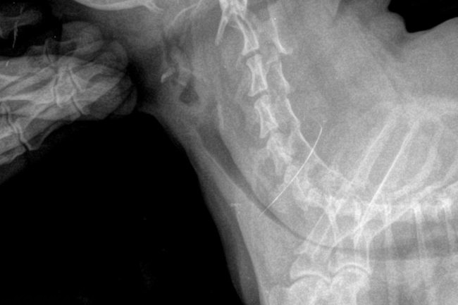 Коллапс трахеи у собаки на рентгеновском снимке