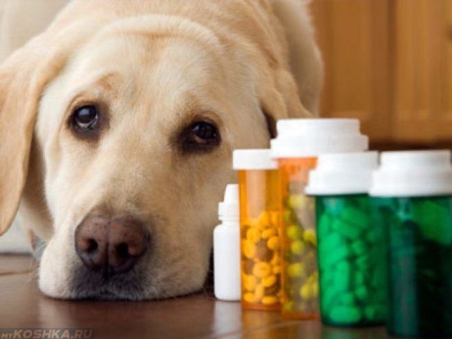 Собака и таблетки в баночках