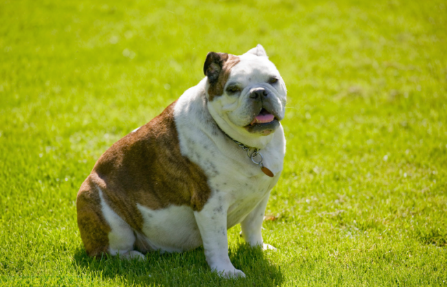 Избыточный вес у собаки сидящей на траве