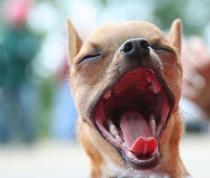 10 интересных фактов о собаках породы чихуахуа