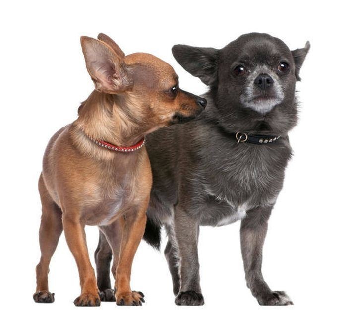 10 интересных фактов о собаках породы чихуахуа