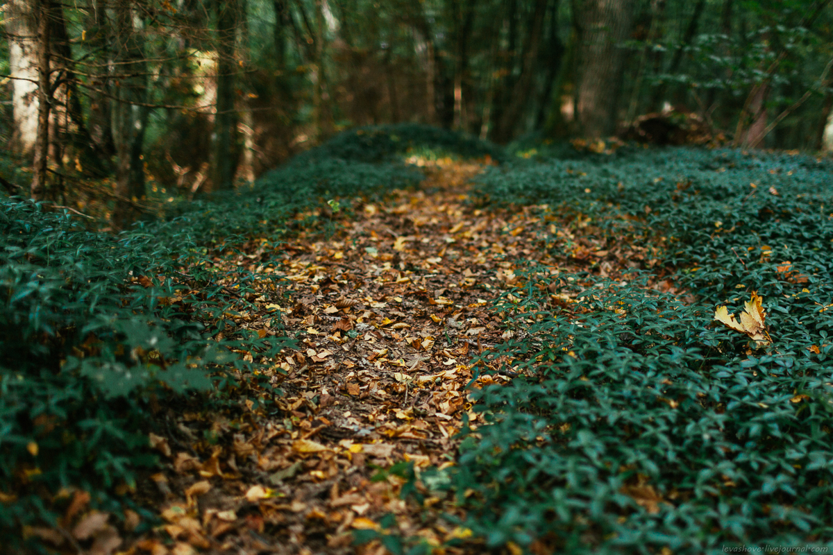 Осенний лес в Приморье