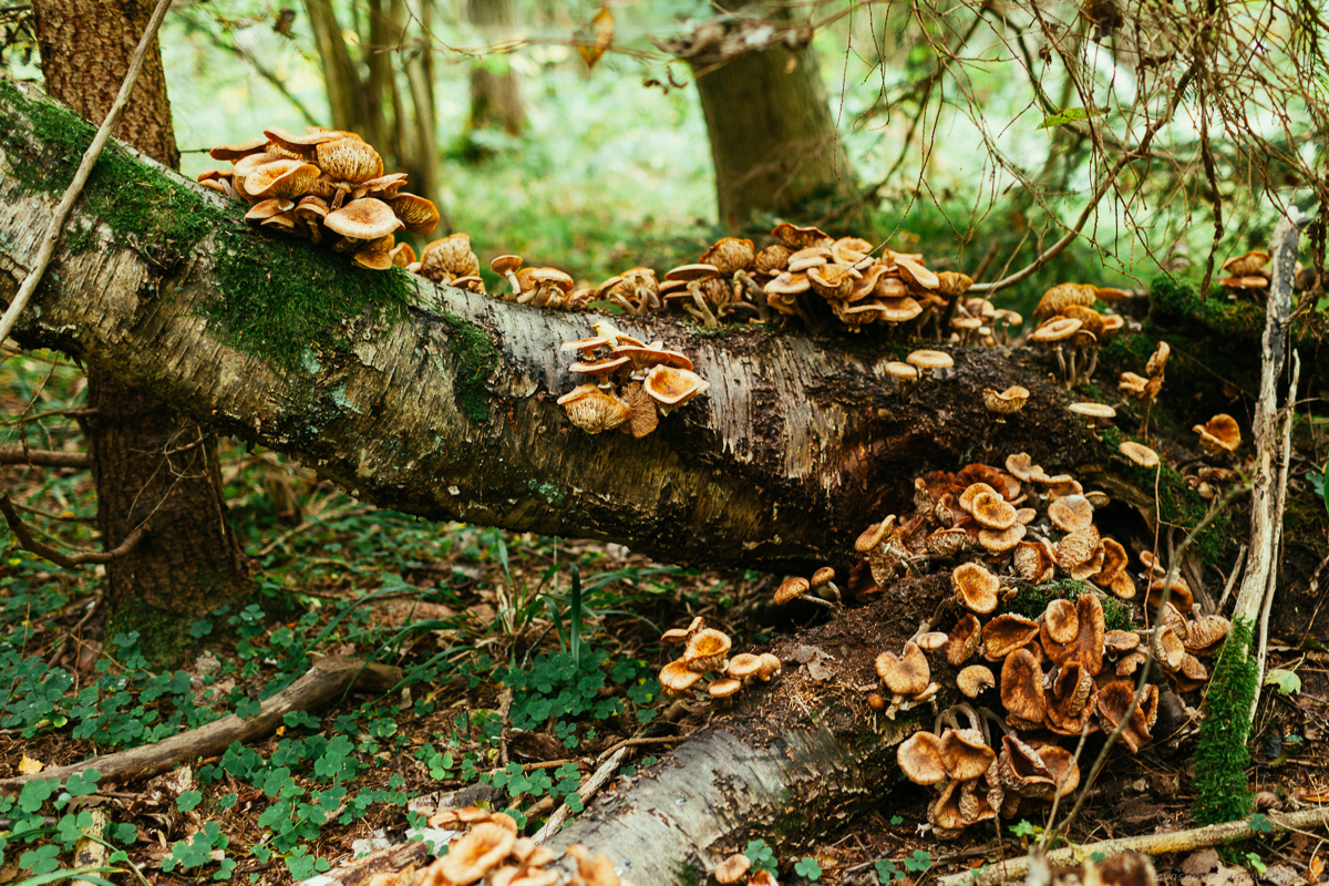 Осенний лес в Приморье