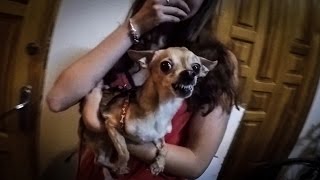 Ужасное нападение Чихуахуа на людей/ Terrible attack of Chihuahua