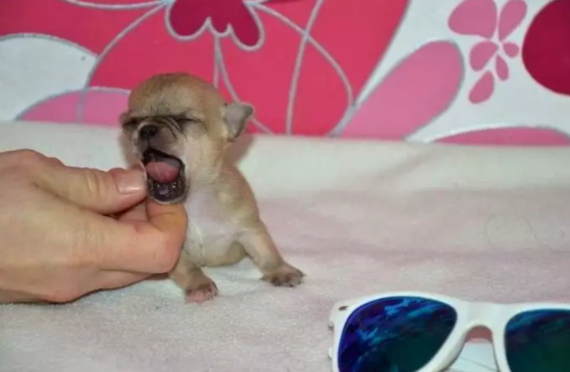 66cf094618df4ee1617166c6536267c9 - Чихуахуа Туди — самая маленькая собачка в мире!