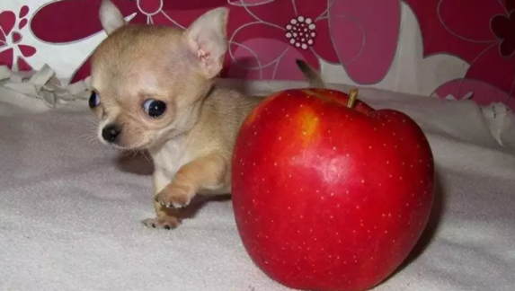 7d5e0fe27f59b47b13ed9be9a5dedd95 - Чихуахуа Туди — самая маленькая собачка в мире!