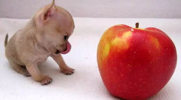 aafa4714c4764dfd203a20627f1e59e6 - Чихуахуа Туди — самая маленькая собачка в мире!