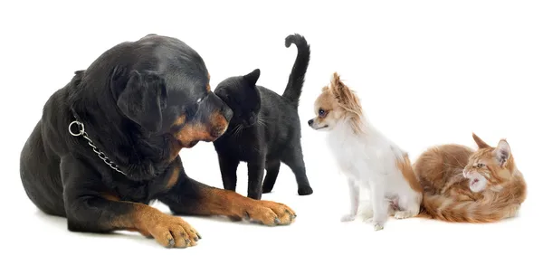 Собаки и кошки — стоковое фото