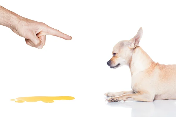 Рукой лечения собаки — стоковое фото