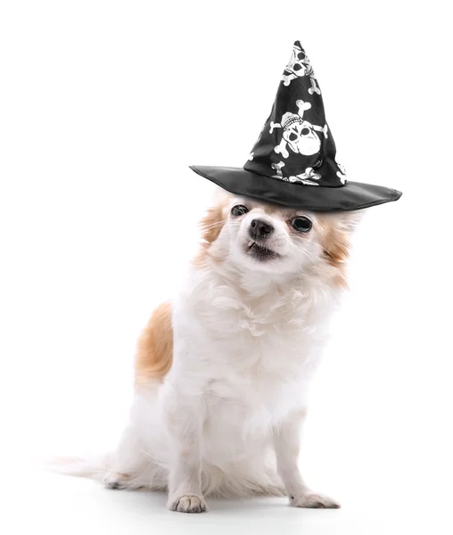 Злой Чиуауа Собаки, одетый в шляпу злой волшебник черный на белом фоне — стоковое фото