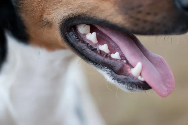 Открытый рот собаки с языком — стоковое фото