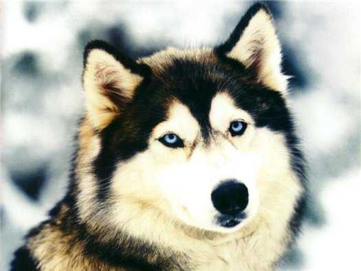 Собака с голубыми глазами порода кроме хаски