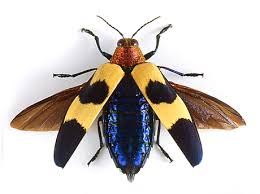 Chrysochroa buquetti