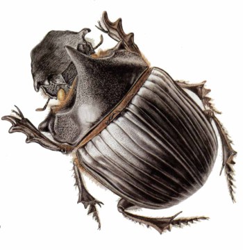 Heliocopris dominus M