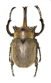 Megasoma elephas