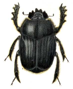 Scarabaeus sacer