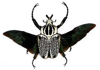 Goliathus orientalis Самка