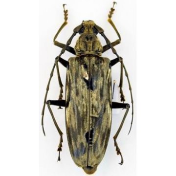 Neocerambyx gigas fem-500x500