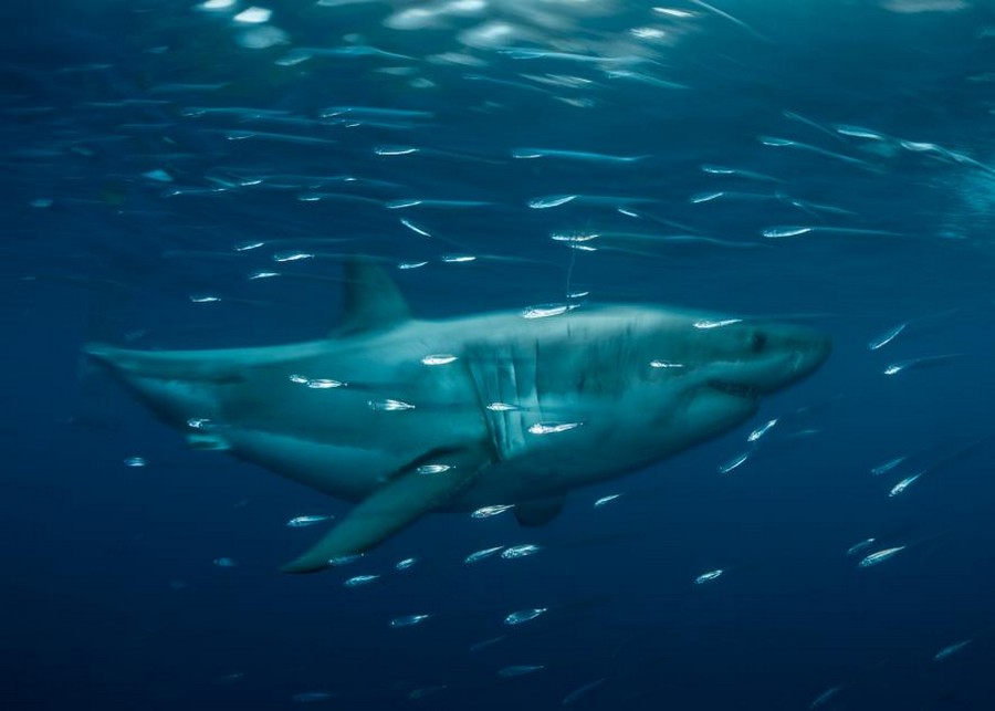 57 лучших фотографий National Geographic за 2017 год 53