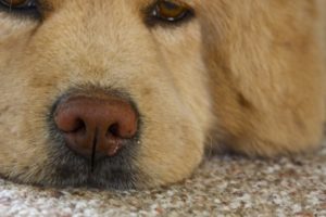 Почему у собак может появляться насморк
