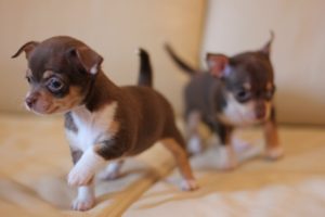 как делать прививки собакам породы чихуахуа