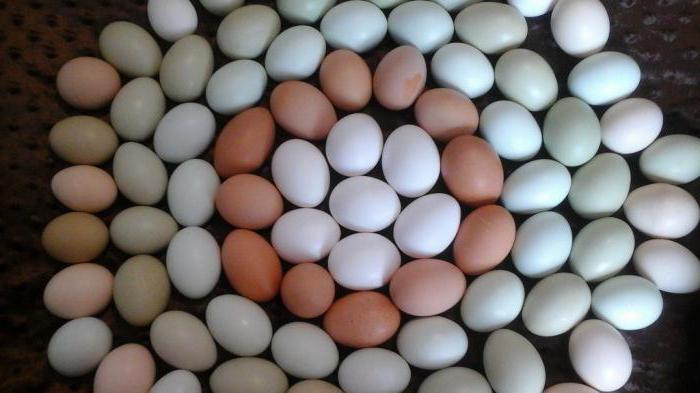 обработка яйца