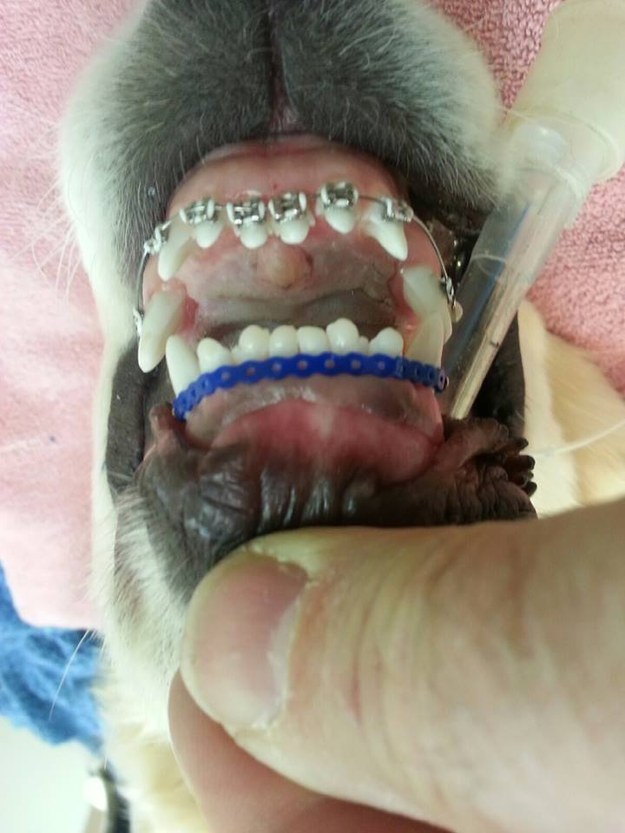 у собаки выпал зуб