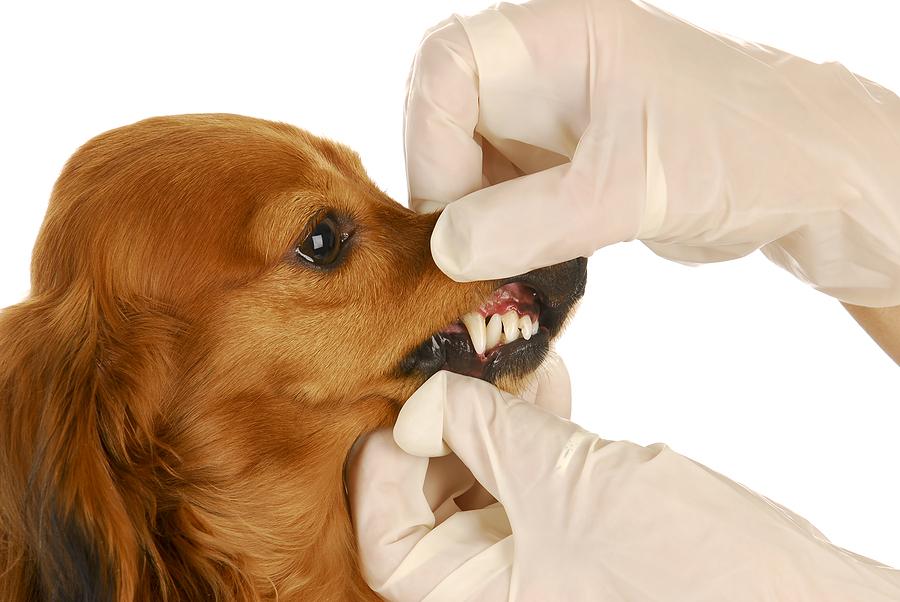 у собаки выпадают зубы что делать