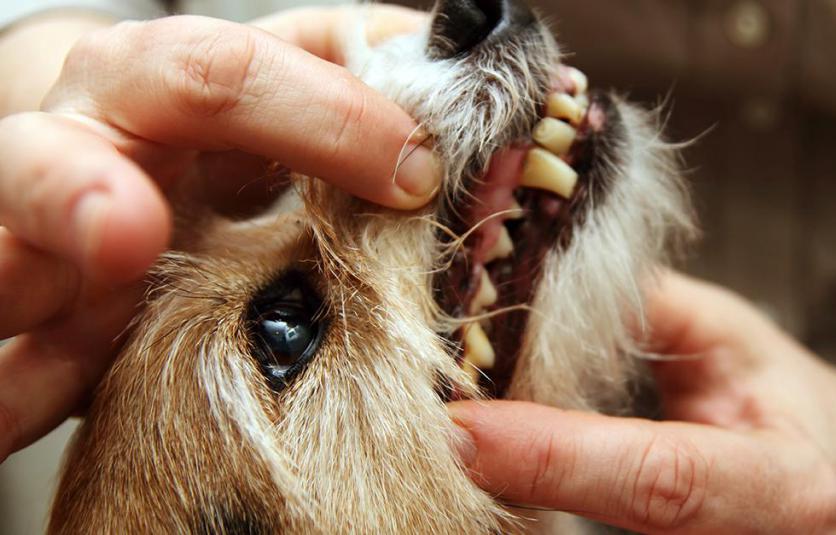 какие зубы выпадают у собак