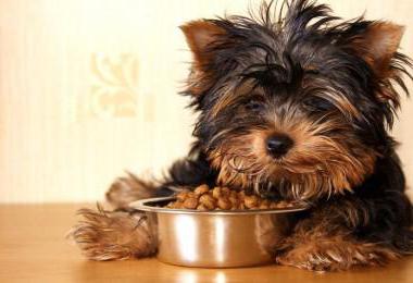  почему щенок не ест сухой корм 