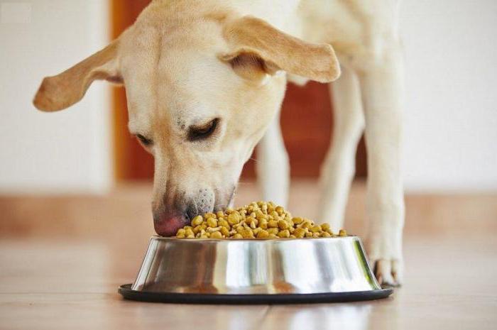 почему собака не ест сухой корм