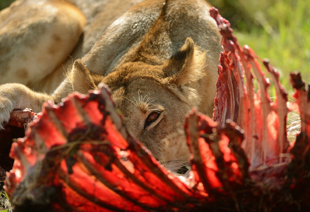 Одинокая львица доедает остатки добычи
