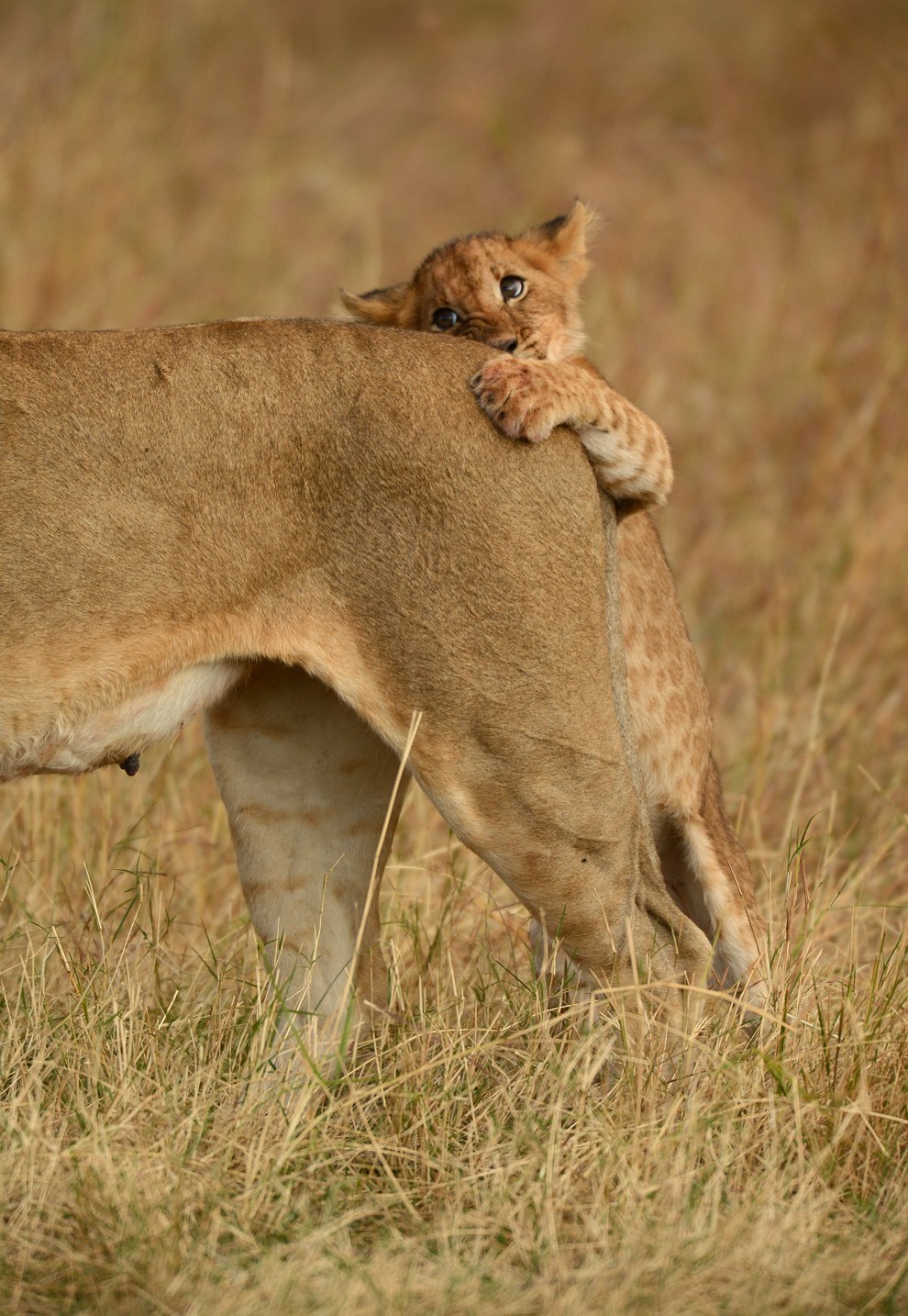 После того, как ему надоело играть со своими братьями и сестрами, это львенок решил «поохотиться» на свою маму